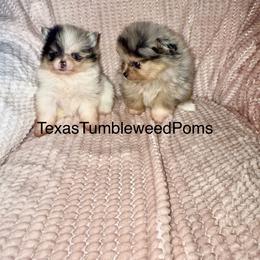 Pomeranian Puppies from Texas Tumbleweed Poms