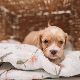 Pink Girl - Cream female Cavapoo puppy in Mckinney, Texas from Doodles of North Tx