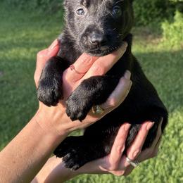 Blue Girl 6 - Black female Belgian Malinois puppy in Orange, Texas from Tacti-Mal K9 Kennels
