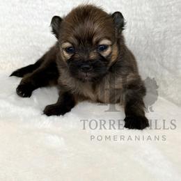 Emily - Orange sable female Pomeranian puppy in Redlands, California from Torrey Hills Poms
