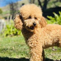 Assorted Doodle Crosses and Poodles from Denim and Diamond Doodles