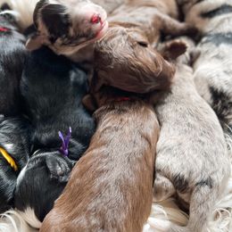 Aussiedoodles, Goldendoodles, and Saint Berdoodles from Pasatiempo Ranch