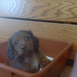 Dachshund Puppies from Nikas Baby Beanz LH Dachshunds