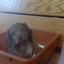 Dachshund Puppies from Nikas Baby Beanz LH Dachshunds
