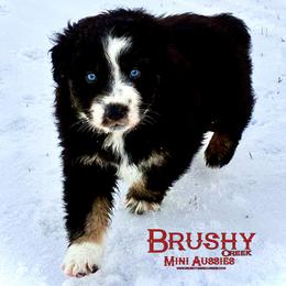 BRUSHY CREEKS CRUISE - Black tri-color male Australian Shepherd puppy in Red Oak, Texas from Brushy Creek Aussies & Mini Aussies