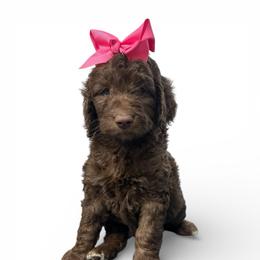 Debra - Chocolate female Goldendoodle puppy in Prosperity, Pennsylvania from Stelladoodles & Company