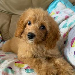 Cookie - Buff female Cockapoo puppy in Winnsboro, Texas from Happy Hollow Ranch
