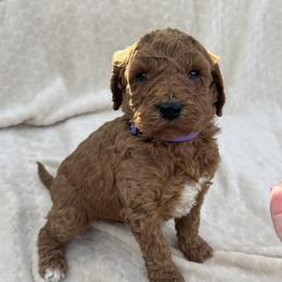 Purple - Red  female Goldendoodle puppy in Lancaster, Kentucky from Dream Paws Puppies, LLC