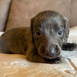 Dewey - Gray (blue) male Dachshund puppy in Jonesboro, Illinois from Twin Hills Dachshunds
