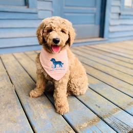 Anthem - Cream female Goldendoodle puppy in Evans, Georgia from Have-a-Doodle Hill