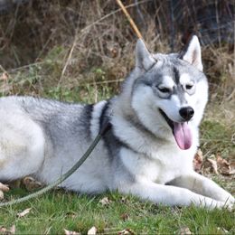 Solo - Gray and white male Siberian Husky puppy in Williamstown, Massachusetts from Gallipoli Pine Siberians