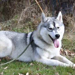 Solo - Gray and white male Siberian Husky puppy in Williamstown, Massachusetts from Gallipoli Pine Siberians