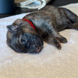 Red - Sable male German Shepherd puppy in Pace, Florida from Von Scheihing German Shepherds