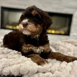Dottie - Tri-color female Bernedoodle puppy in Spring, Texas from Sterling Star Doodles
