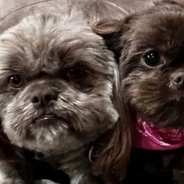 Shih Tzus from I Shih Tzu not Puppies of the Gulf Coast