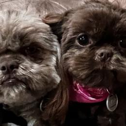 Shih Tzus from I Shih Tzu not Puppies of the Gulf Coast
