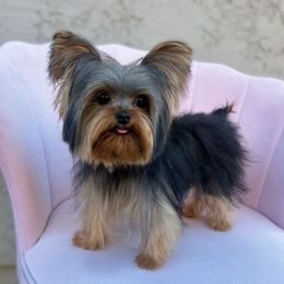 Micro Spud - 2 lbs - Black and tan male Yorkshire Terrier puppy in Surprise, Arizona from Enchanted Yorkies