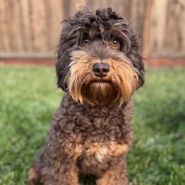 Olivia - Australian Labradoodle