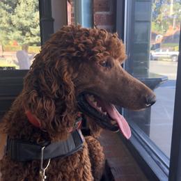 Ruger - Poodle