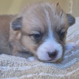 Elsa - Fawn female Pembroke Welsh Corgi puppy in Checotah, Oklahoma from Skoal Creek Corgi's