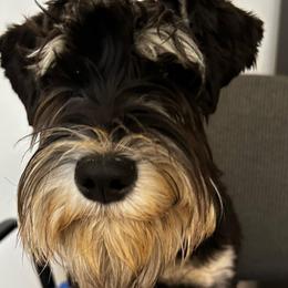 Schnauzer - Black and silver male Miniature Schnauzer puppy in Bellville, Ohio from Lynn's Charming Schnauzers
