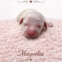 Magnolia - Cream female Dachshund puppy in Biloxi, Mississippi from Southern Doxies Ms