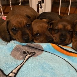 Dachshund Puppies from Ripon Dachshunds