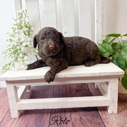 Rolo - Chocolate male Goldendoodle puppy in from Pink Poodles and Doodles