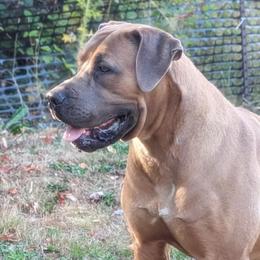 Storm - Boerboel