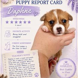 Daphne Bridgerton - Red and white female American Corgi puppy in Lake Havasu City, Arizona from London Bridge Corgis