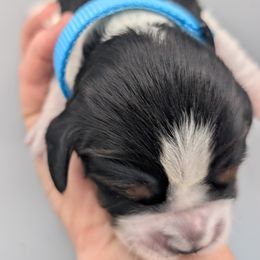 English Springer Spaniel Puppies from Karen Freitas