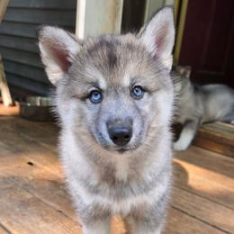 4 Piper - Agouti and white female Siberian Husky puppy in Dane, Wisconsin from Sunny Hurricane Siberians
