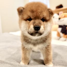 Cain - Sesame male Shiba Inu puppy in Milton, Florida from Moonlight Shibas