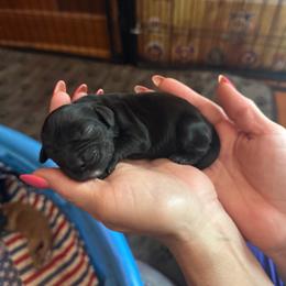Black male - Black male Cocker Spaniel puppy in Columbia, South Carolina from Fleur de Lis Cockers- Cuchna Cockers