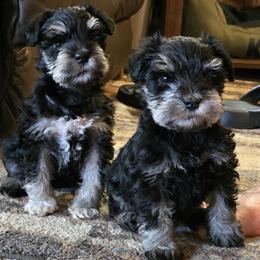 Miniature Schnauzer puppies from Blue Haven Stable
