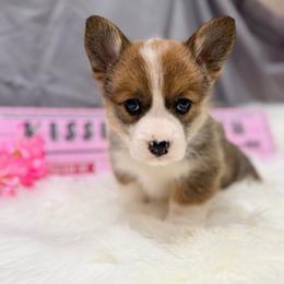 Juliet - Sable female Pembroke Welsh Corgi puppy in El Dorado Springs, Missouri from Trixie Dixie