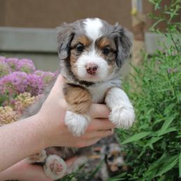 Dakota - Blue merle female Bernedoodle puppy in Eagle Mountain, Utah from Fur Real Puppies.