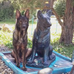 German Shepherd All Grown Up from Dusty Gallegos' German Shepherd Dogs