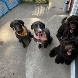 Australian Labradoodle Puppies from Gateway Australian Labradoodles