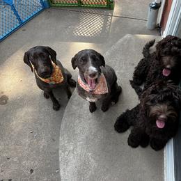 Australian Labradoodle Puppies from Gateway Australian Labradoodles