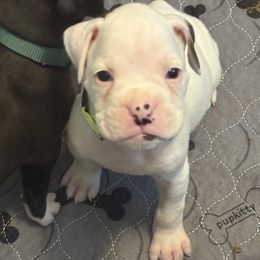 SHREK - White male Boxer puppy in Ocala, Florida from Bowers Boxers