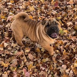 Girl 2 - Red Chinese Shar-Pei puppy in Elkin, North Carolina from Martini Shar-Pei
