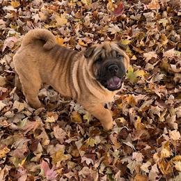 Girl 2 - Red Chinese Shar-Pei puppy in Elkin, North Carolina from Martini Shar-Pei