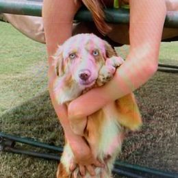 Miniature Australian Shepherds from Amy's Mini Aussies