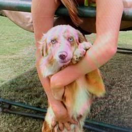 Miniature Australian Shepherds from Amy's Mini Aussies