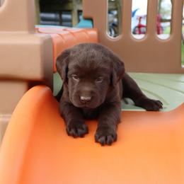 Joy - Chocolate female Labrador Retriever puppy in Camden, Indiana from Camden's Caring Canines