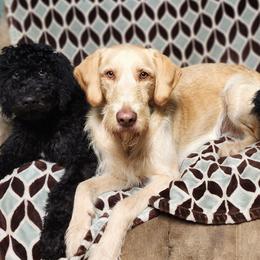 Labradoodles from Murphy Manor Mountain Doodles