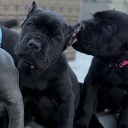 Orange Collar Girl - Black female Cane Corso puppy in Murrieta, California from KJ Cane Corso