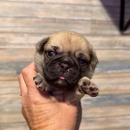 Miles (blue) - Fawn male Pug puppy in Hereford, Arizona from Broken Road Ranch Pugs