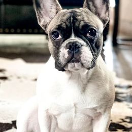 French Bulldogs from Flat Rock Frenchies